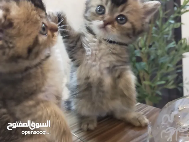 قطط سكوتش ستريت وفولد جولدن بلاك وسلڤر بلاك شيدد للبيع