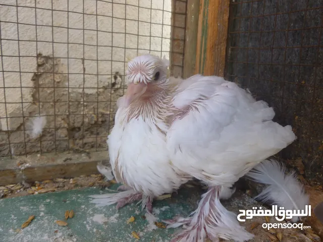 متاح تشكيلة حمام جواز وفردات شغالات وكفولات