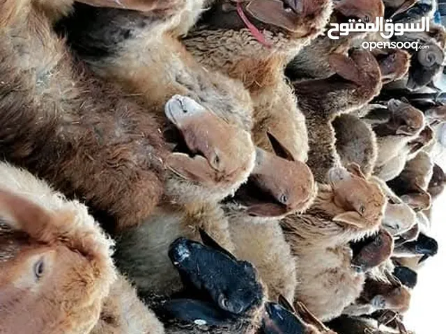 غنم مجنوي وسم واحد عدد 50 عشار السن حبات وشبب الموقع الظليل تواصل بشار