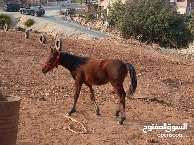 مهره للبيع في السلط