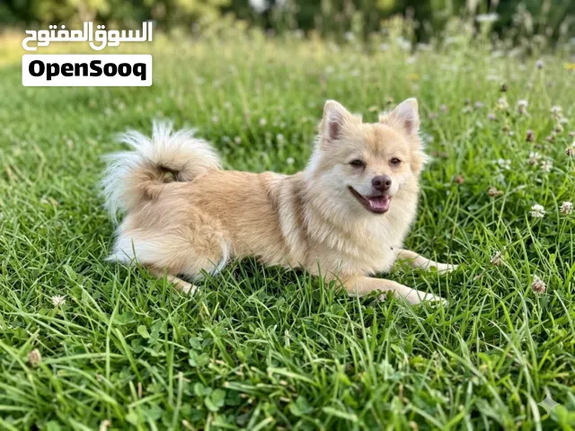 ذكر بومرينيان
