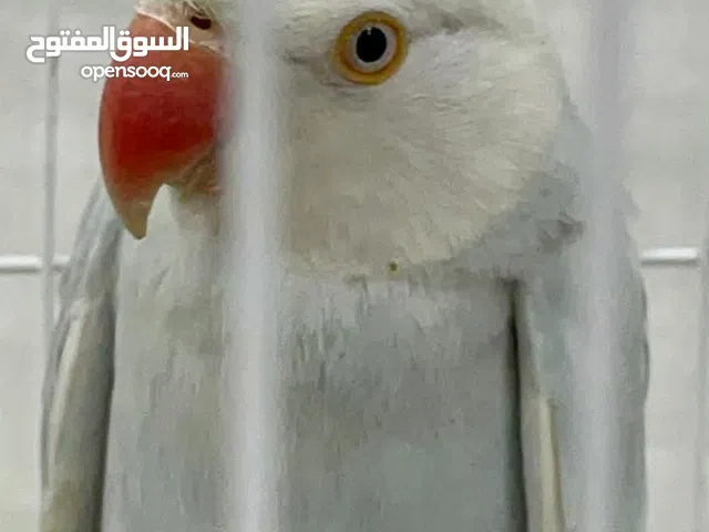 درة هندي lacewing نصـ اليف