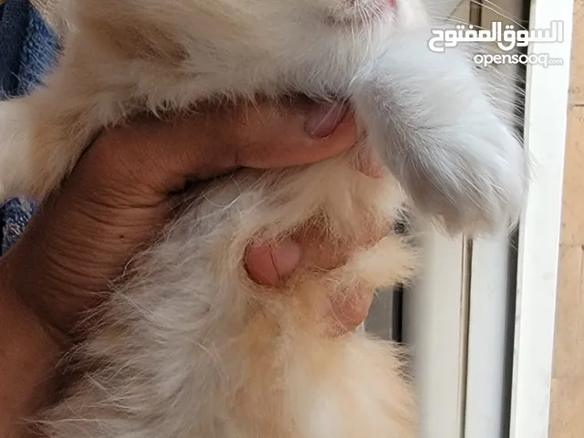 قطة شيرازي لون أصفر مع أبيض عمر 40 يوم السعر 15 الف