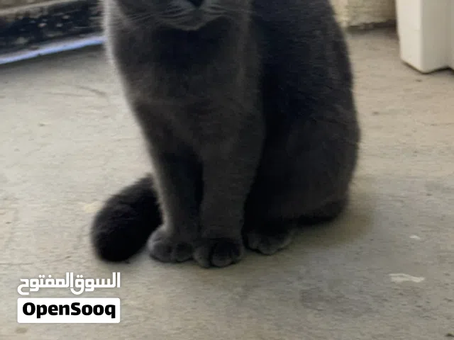 للبيع قطه سكوتش فولد انثي العمر سبع شهور