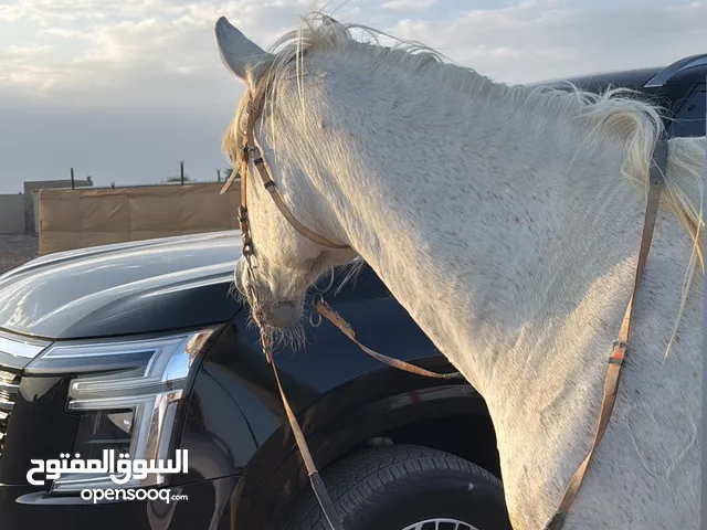 فرس عربيه بدون الجواز العمر 7-8