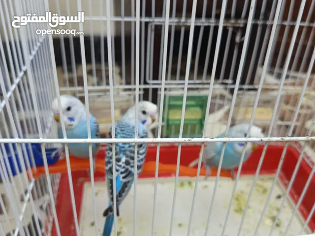 طيور حب للبيع