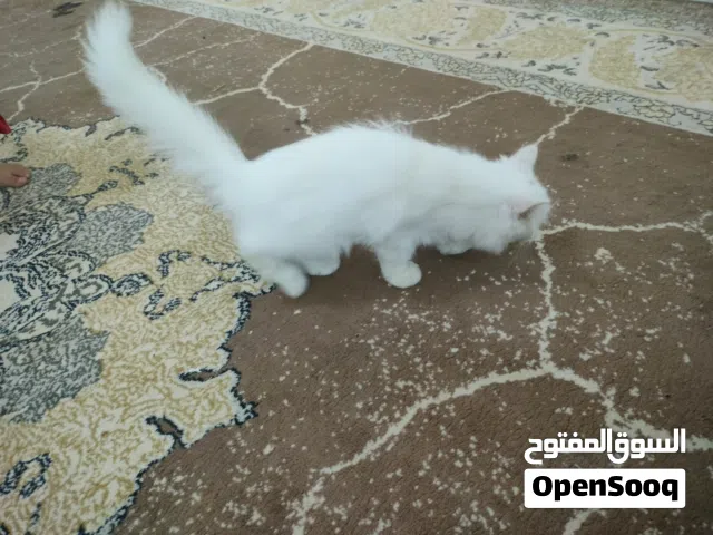 قط جميل وهادي نوع شيرازي فارسي ابيض