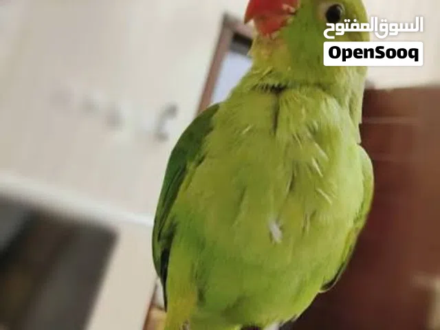 متو صغير العمر 5 اشهر قابل للتعليم وقابل للتحدث