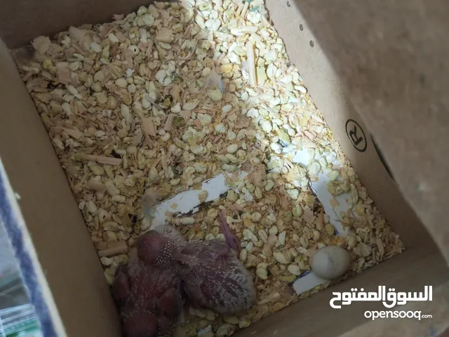 جوز طيور حب معهم فراخ
