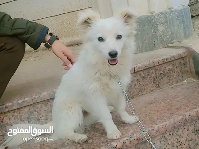 كلب مالتيز. ابيض للبيع