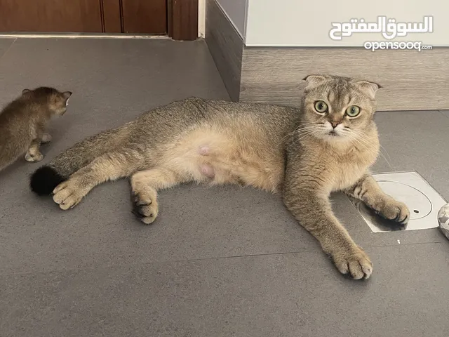 قطة سكوتش جميله للتبني لعدم التفرغ , القطه