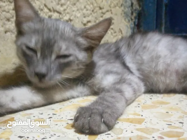 قطه للبيع 10