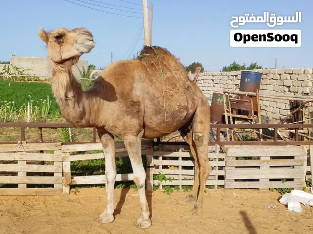 السلام عليكم ناقة وطنية الصلاة علي النبي