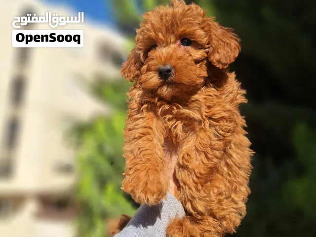korean toy poodle T_cup جراء توي بودل كوري تيكب اصغر حجم