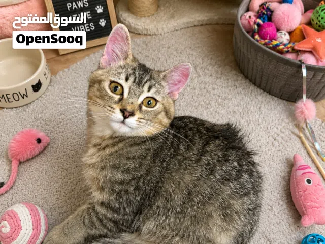 Kitten 5 months old Short hair British