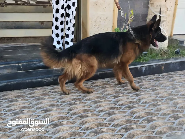 جيرمن شبرد بيور البيور فخامه مستوى بطل جبار للبيع