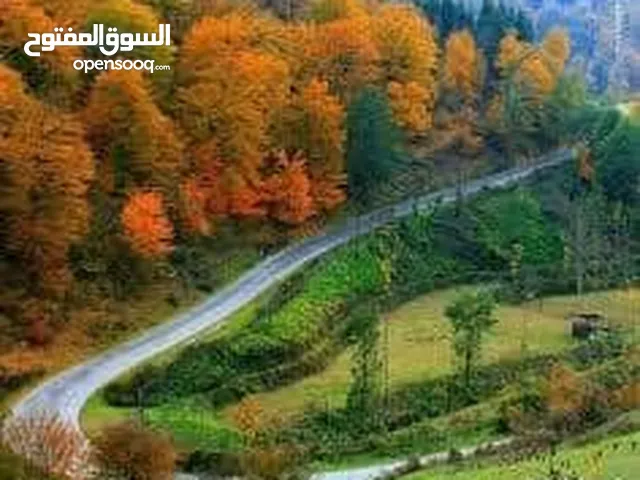 مترجم . سائق