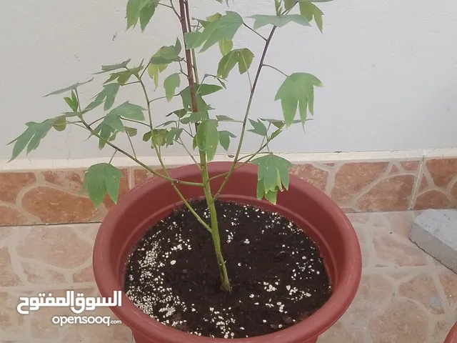 شجرة كركدي معى اصيص كبير