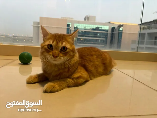 10 months old Pursian turkish male, toilet trained kitten available for adoption at 250 Aed