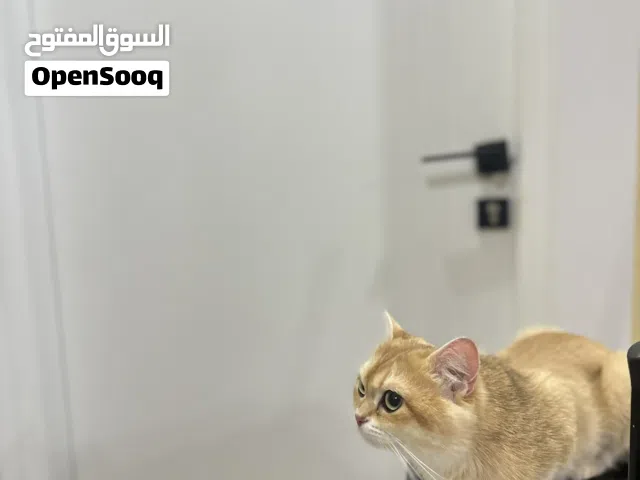 بيعه سريعه Ny12 مسجله