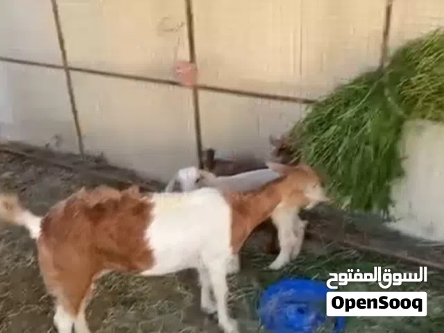 ماعز مع صخله وتيس مذيور