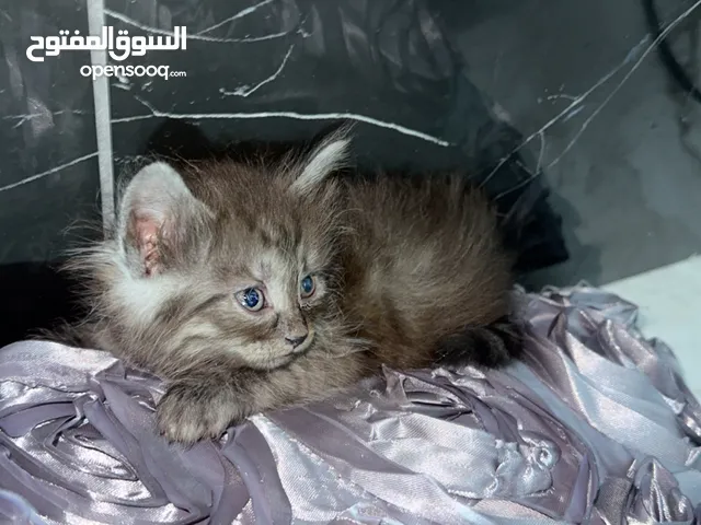 قطط للبيع نابلس