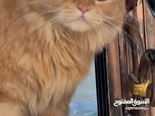 عندها جواز و مطعمه و أنثى اسمها كوكو معقمه