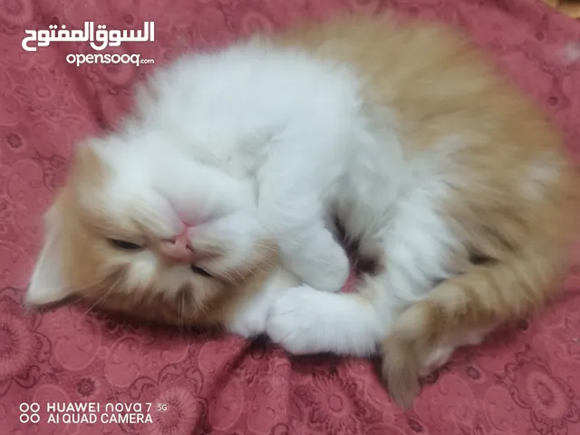قطط شيرازي بسعر حرق