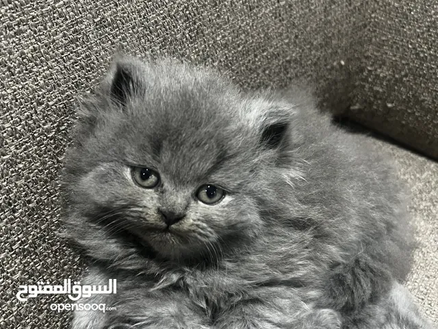 Pure British short hair kitten 2 months old pure breed