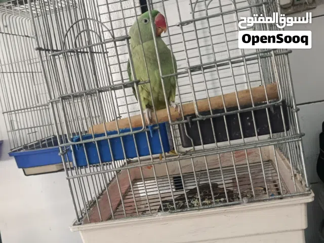ذكر كساندرا للبيع قابل البدل على طيور