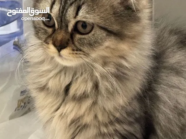 قط بيرشن مون فيس بصحه عاليه