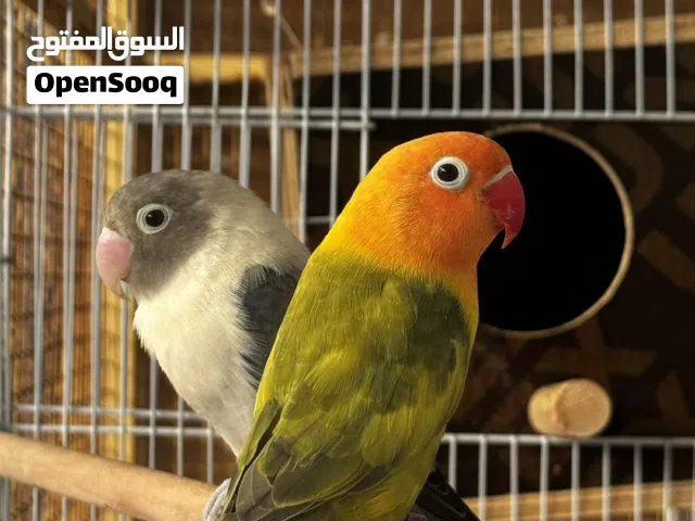 زوج فيشر منتج و انثى روز