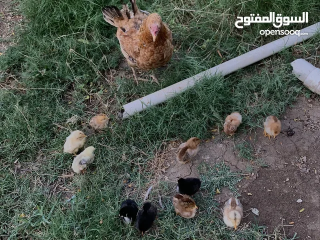 دجاجة عرب مع 12 كتكوت عمر اسبوع