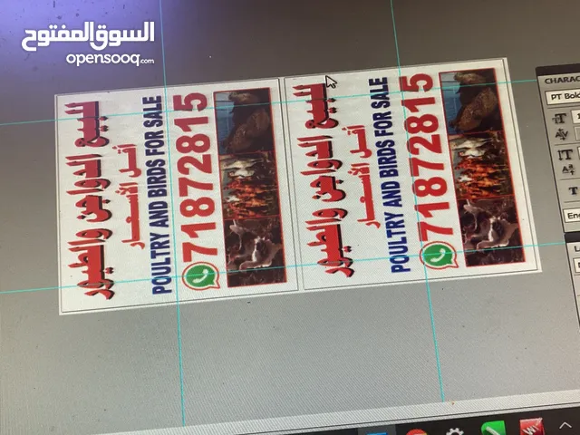 يوجد لدي دجاج فرنسي وعماني