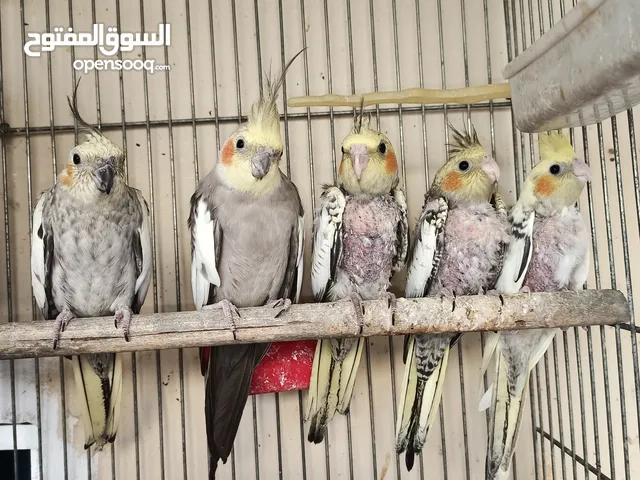 جواز كوكتيل شغال ومنتجة تحتهم فراخ واشي بيض وفراخ فطم جديد وقفاص مستعمله