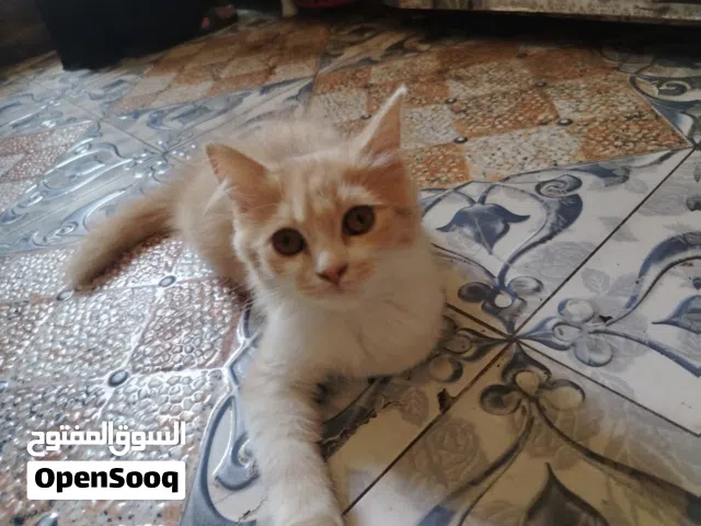 قطتين للتبني