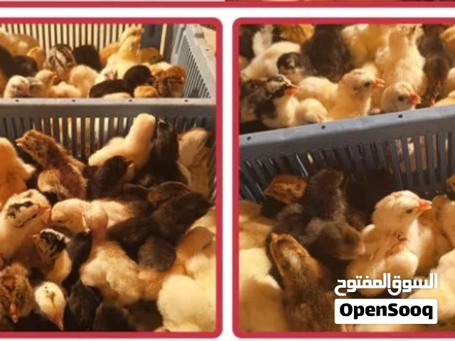 صيصان عماني هجين