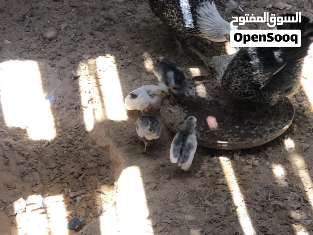 السلام عليكم متوفر 3دجاجات عريبات وحده تحتها4فلاليس