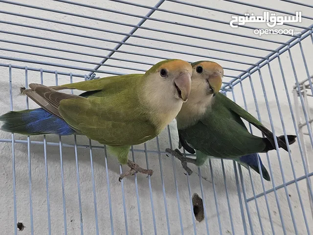 زوج روز جميل والالوان جميلة جاهز وسبق له انتاج مره واحده
