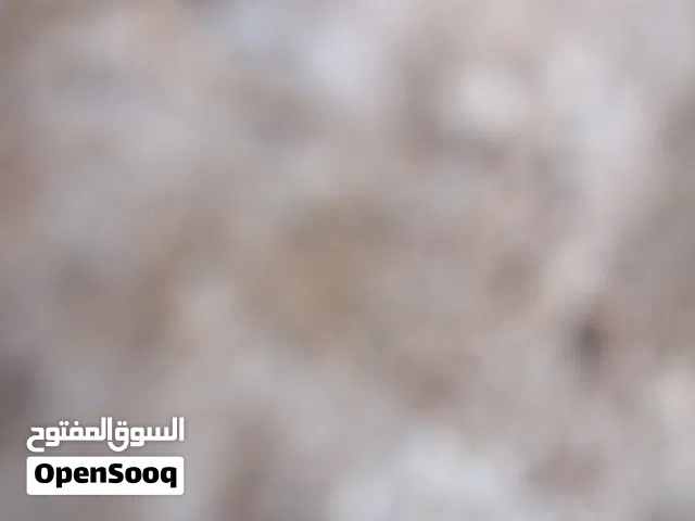 مطلوب كبش نجدي بيور راس حصان ود 4 شهور وفوق بصقب بكبش مهجن او جعد عادي