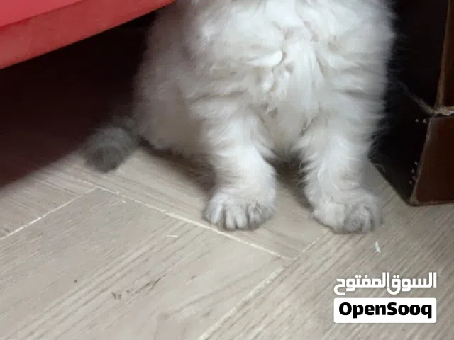 انثى هملايا