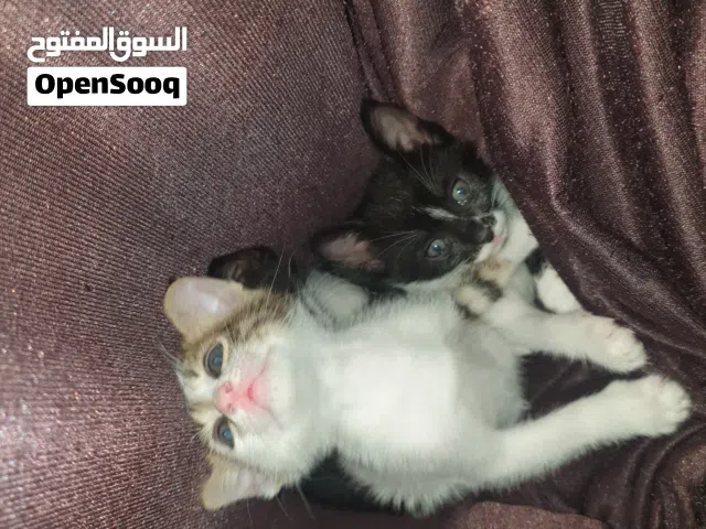 قطط رضيعة جميلة للتبني