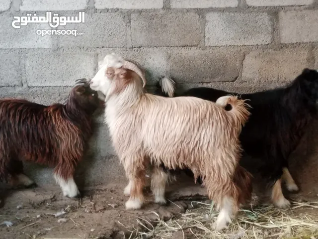 تيسين وصخله جباليات