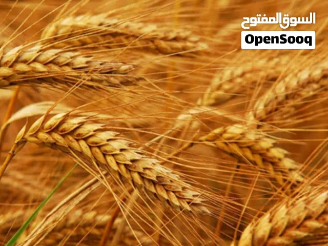 قمح وشعير بلدي للبيع من أراضي نعيمه