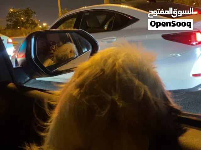 للبيع كلب نثيه