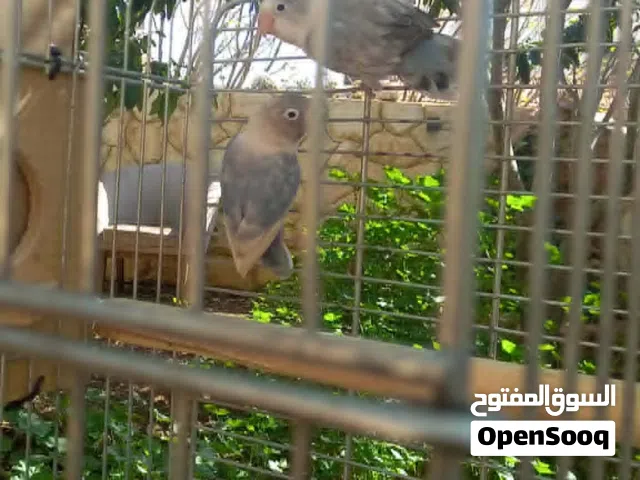 للبيع: جوز فيشر مع فرخين وفرقين الله جبر "مخرطة فراخ" منتج مع كامل ملحقاته  الصلاة على النبي