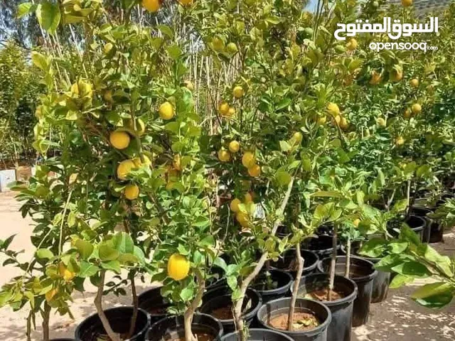 اقوى عروض بالمملكة يوجد #مختصين #لتقليم #ورش #الاشجار #وصيانه #الحدائق