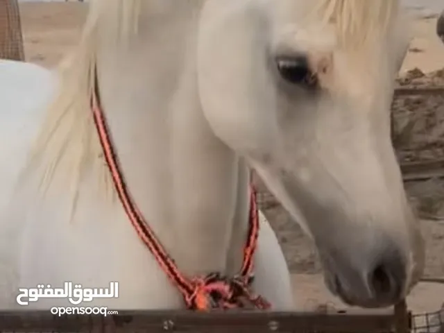 للبيع حصان مصري بيور البيع بدون أوراق