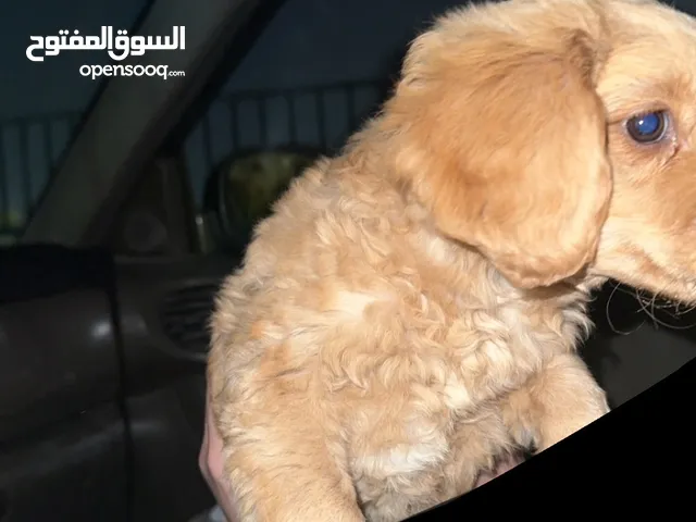 كلب فرنسي لعوب منزلي عمره 3 اشهر مآخذ جميع المطاعيم