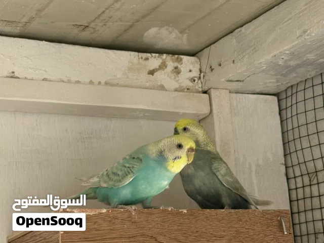 كوبيه بقالينو ريمبو